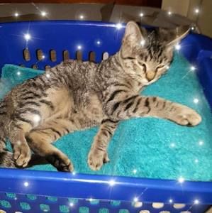 Meet your Posher, Alyce